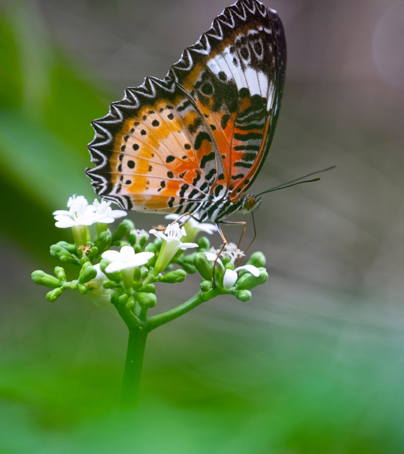 Butterflies