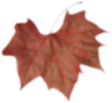 Floating Leaves